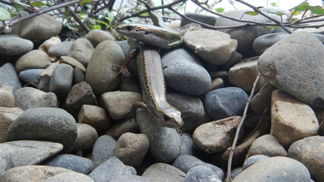 Pair of cobble skinks. 