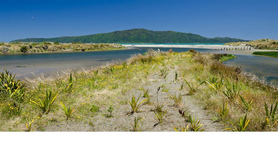 Waikanae estuary. 