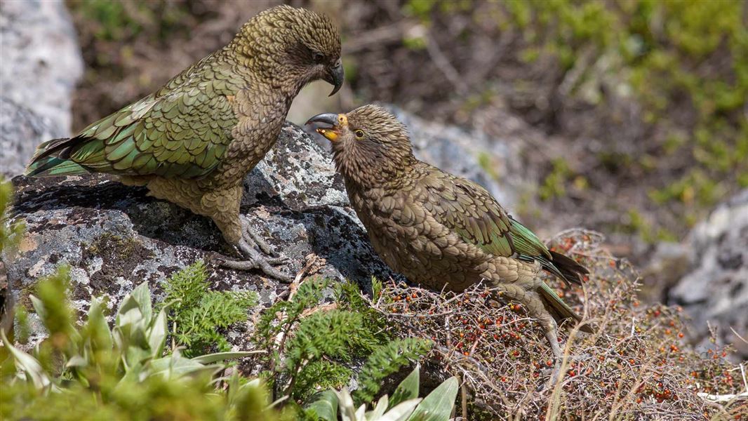 Female kea feeding its chick in Fiordland. 