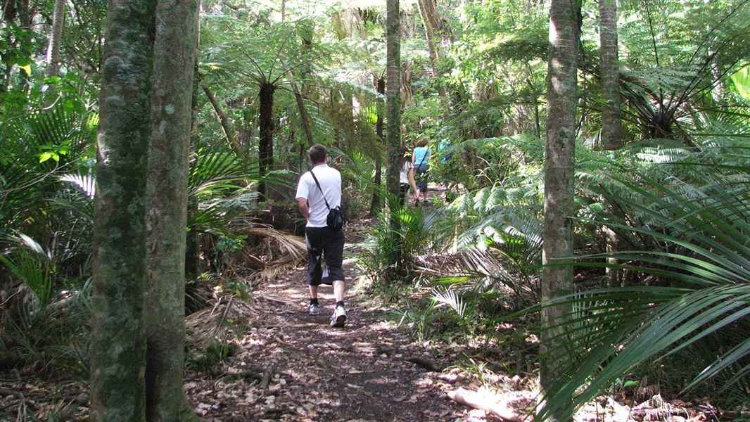 Okura Bush Walkway. 