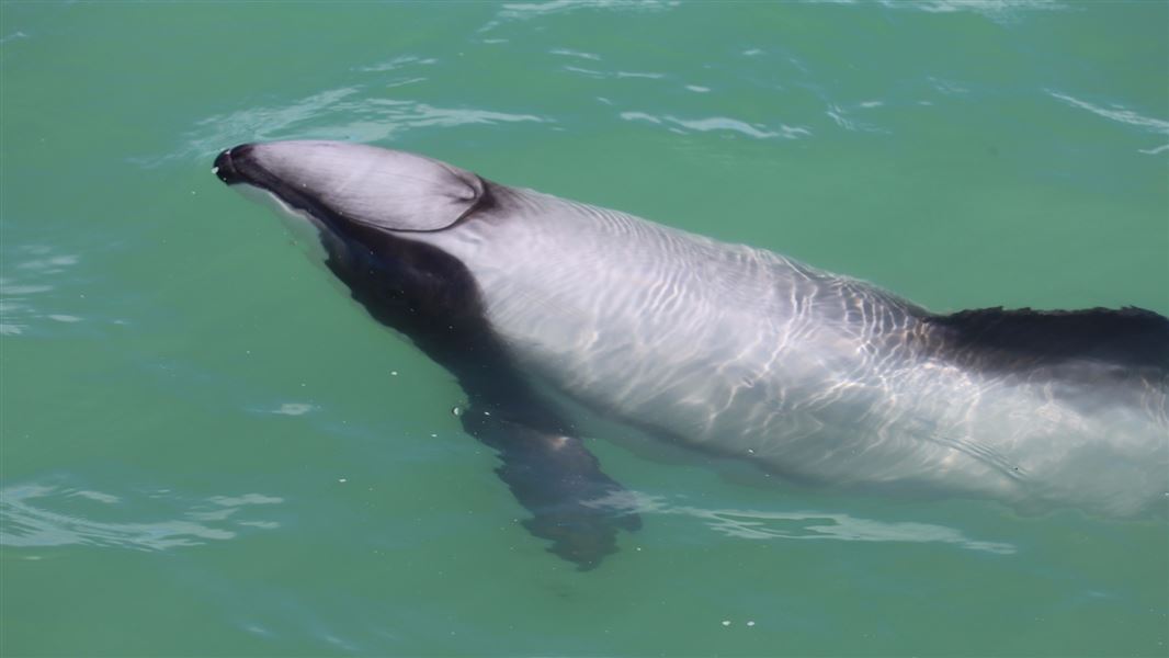 Māui dolphin surfacing to breath. 