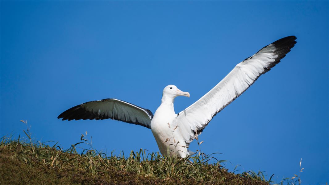 Albatross chick about to fledge.