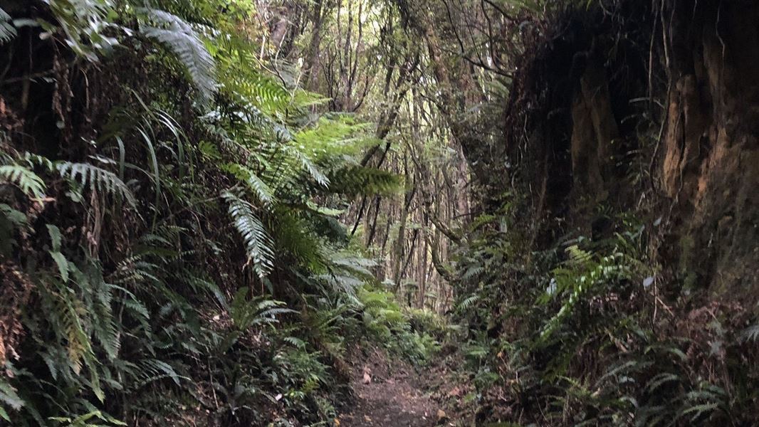 Walking track in bush area.