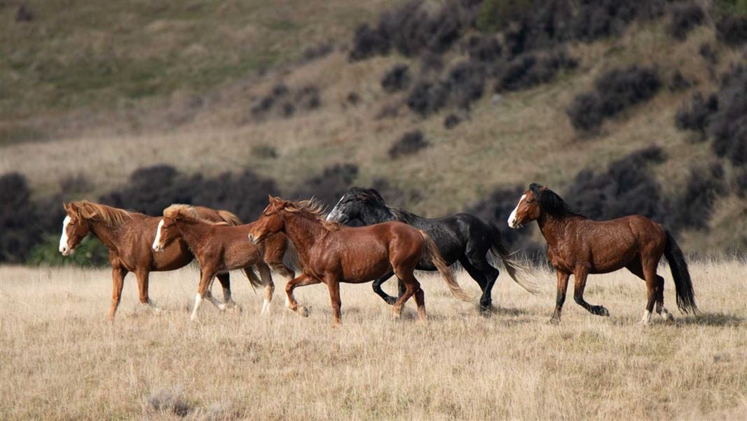 Kaimanawa wild horses being mustered for rehoming. 