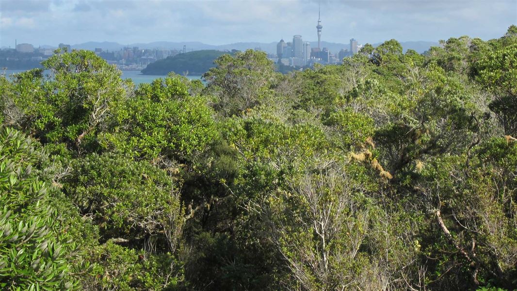 View of Auckland from Rangitoto Island. 