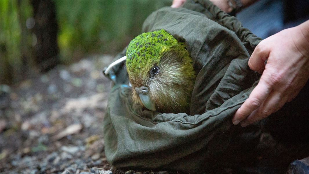 A kākāpō being released onto the forest floor from a green sack by gentle hands. The bird seems relaxed.