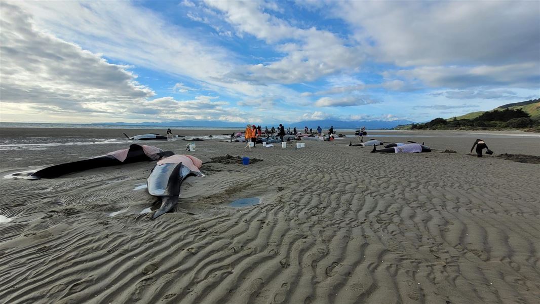 Whales stranded on the beach in Golden Bay. 