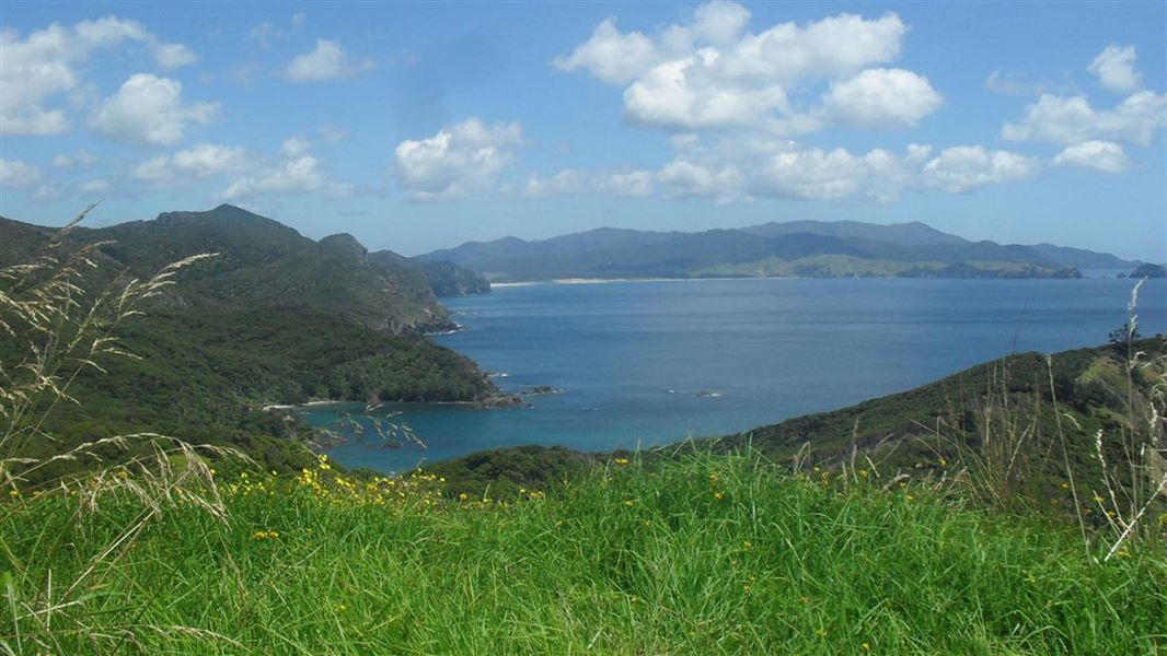 View from the Harataonga Loop Track