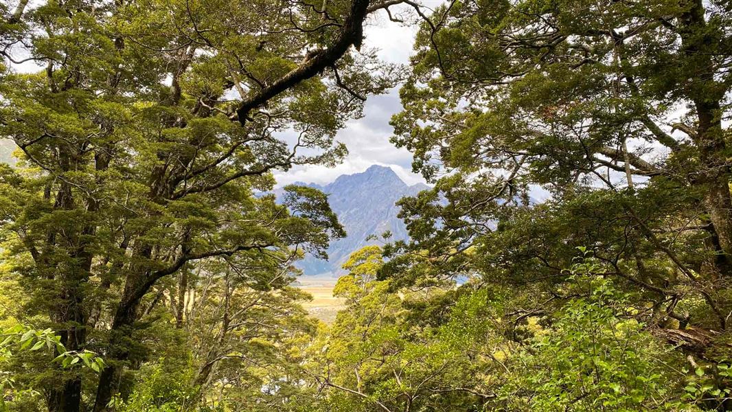 Mountain view through trees.