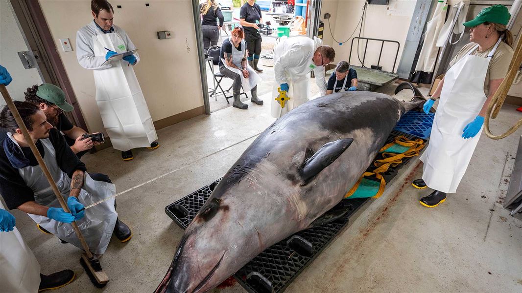 Spade-toothed whale dissection. 