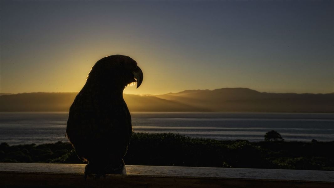 Kākā at sunset.