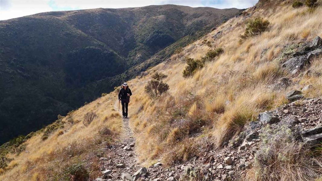 Switchbacks on the track to Mt Grey/Maukatere. 