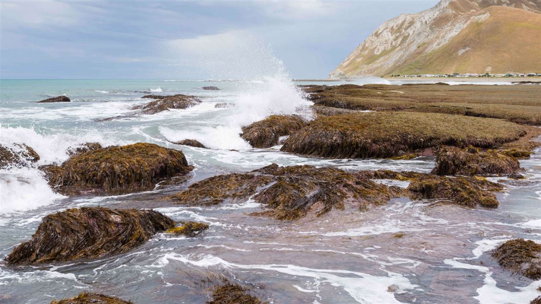 Te Angiangi marine reserve.