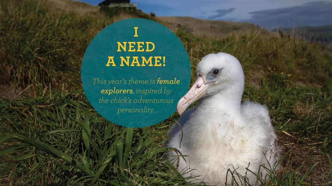 Albatross chick and competition announcement. 