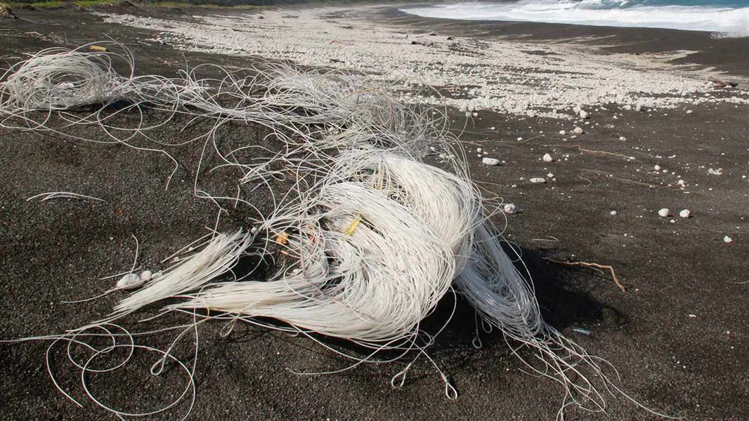 Threats: New Zealand sea lion