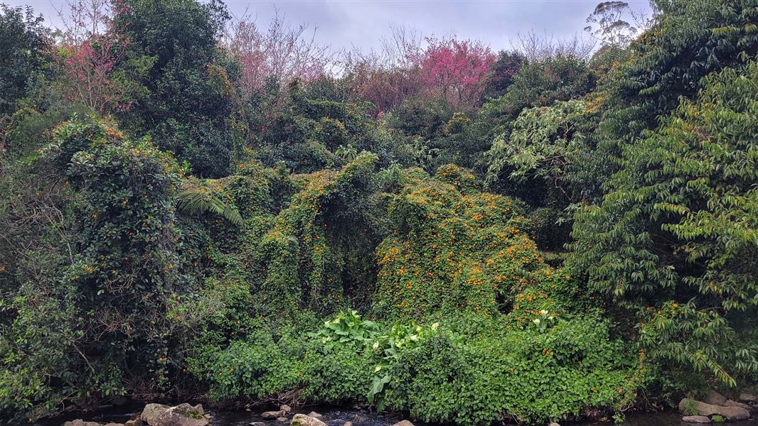 A mass of weeds in the trees by a stream in Kerikeri.