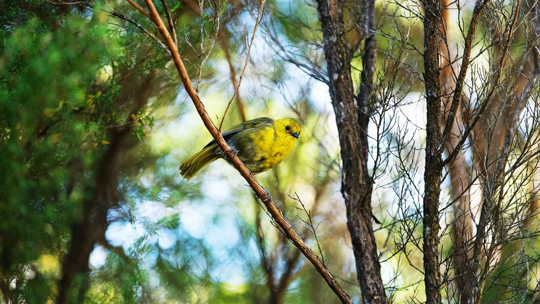 Mohua/yellowhead bird. 