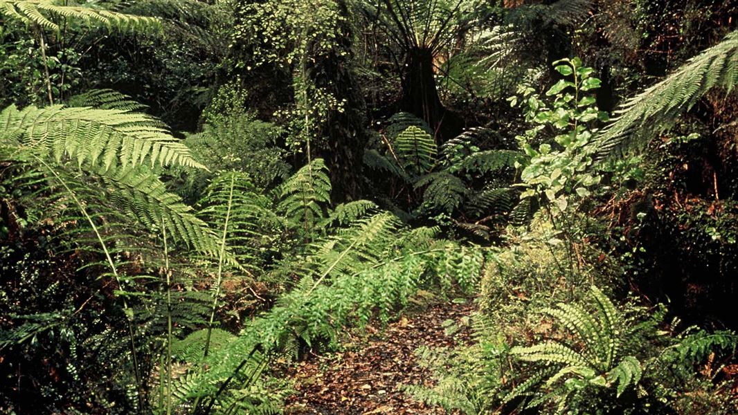 Ferns and small trees on the forest floor.