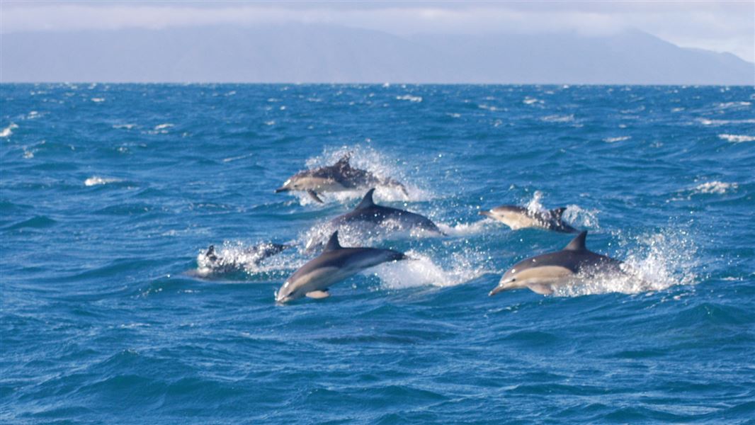 A pod of dolphins swimming together in the open sea.