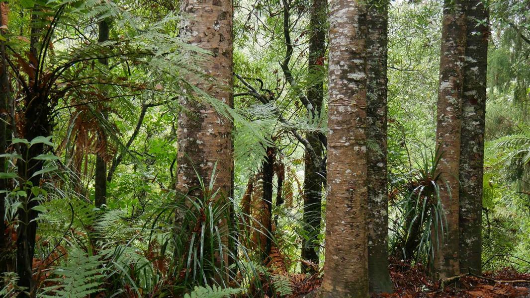 Kauri (agathis australis)