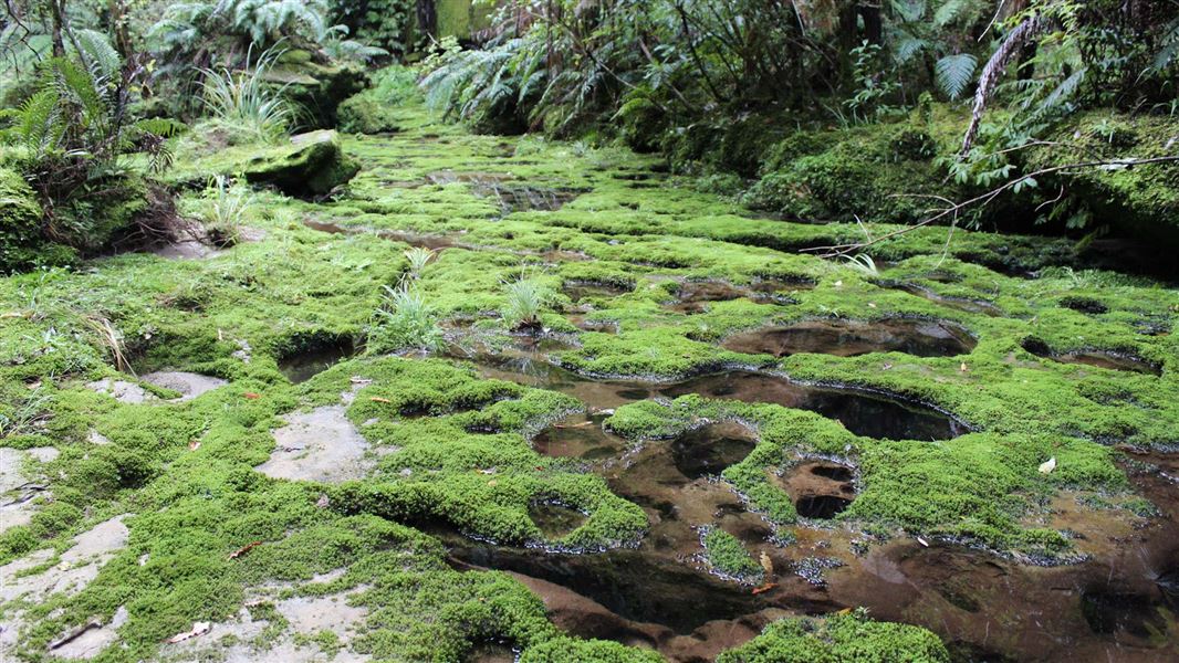 Double Falls gorge, Tawarau Forest. 