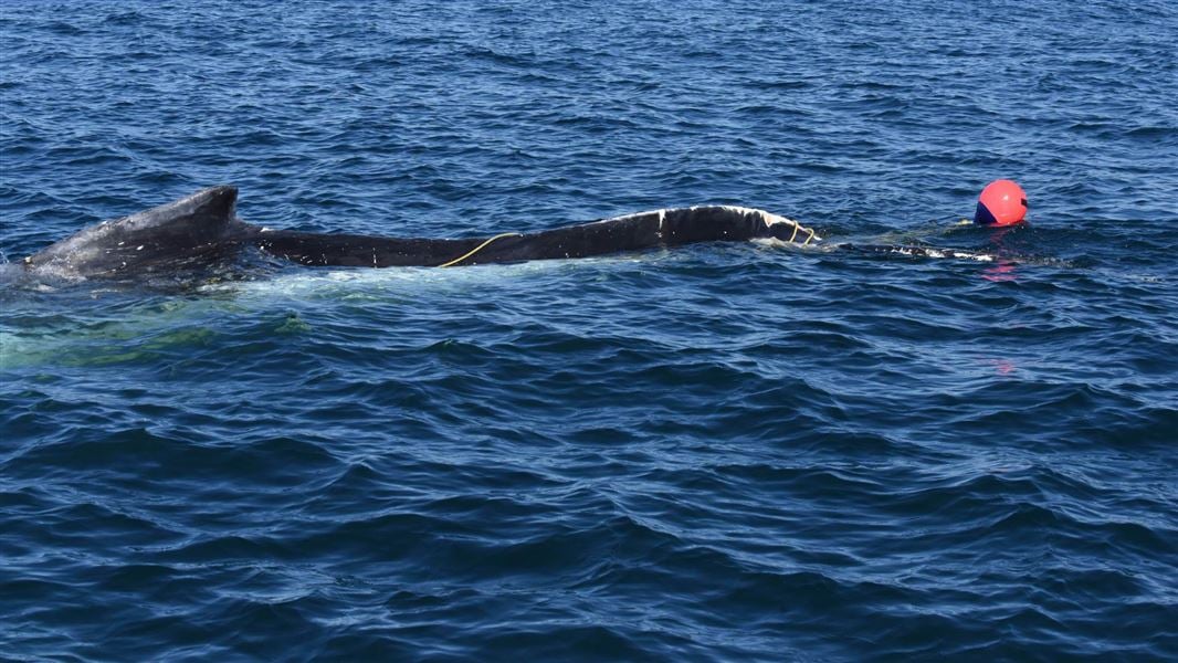 The entangled humpback whale spotted off Otago coast