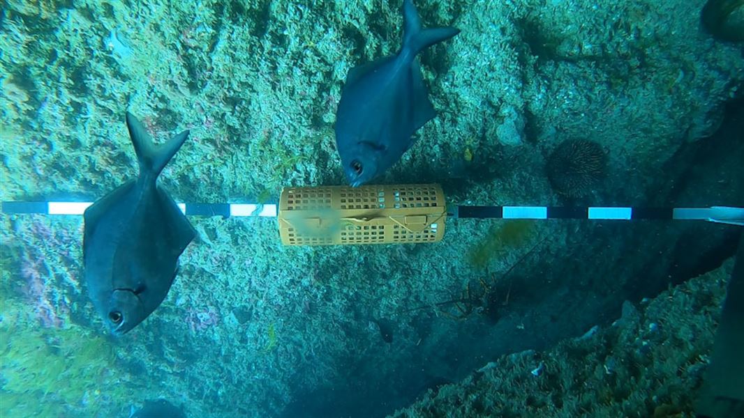 Fish underwater by rock.