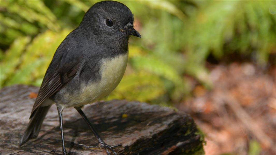 South Island robin/toutouwai (petroica australis australis)