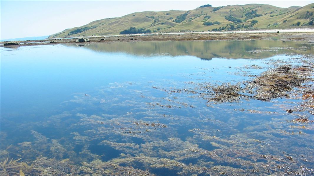 Te Tapuwae o Rongokako Marine Reserve 