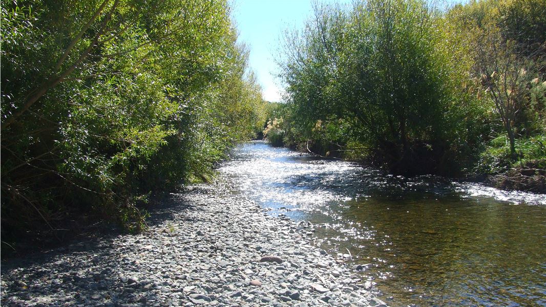 The tight, willow clad banks of the Waimarino. 