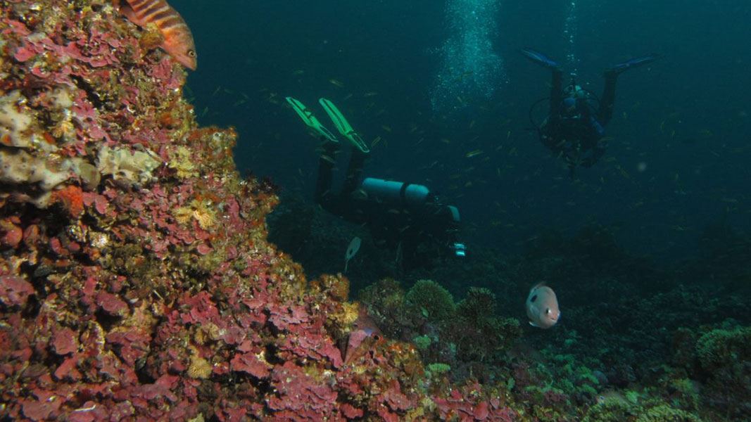 Divers searching for invasive seaweed Undaria in Te Puaitaha/Breaksea Sound. 