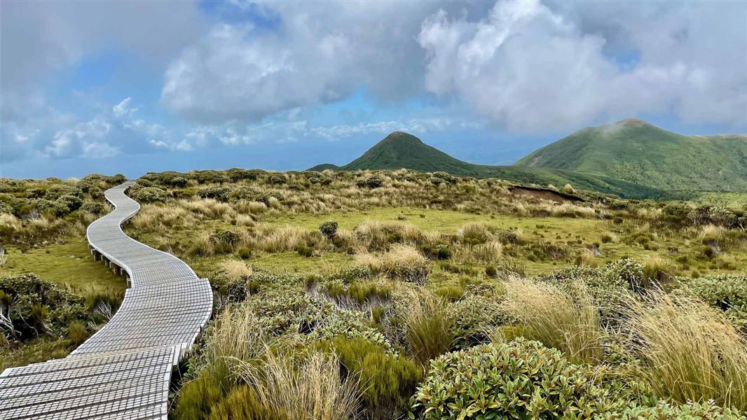 Curving boardwalk heading over a ridge.