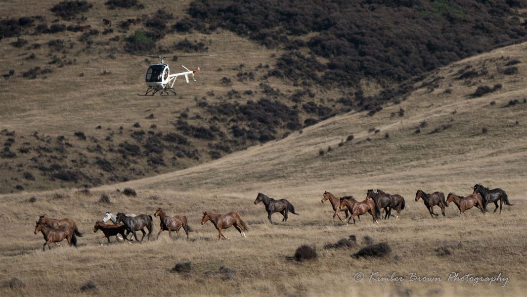 wild horse muster