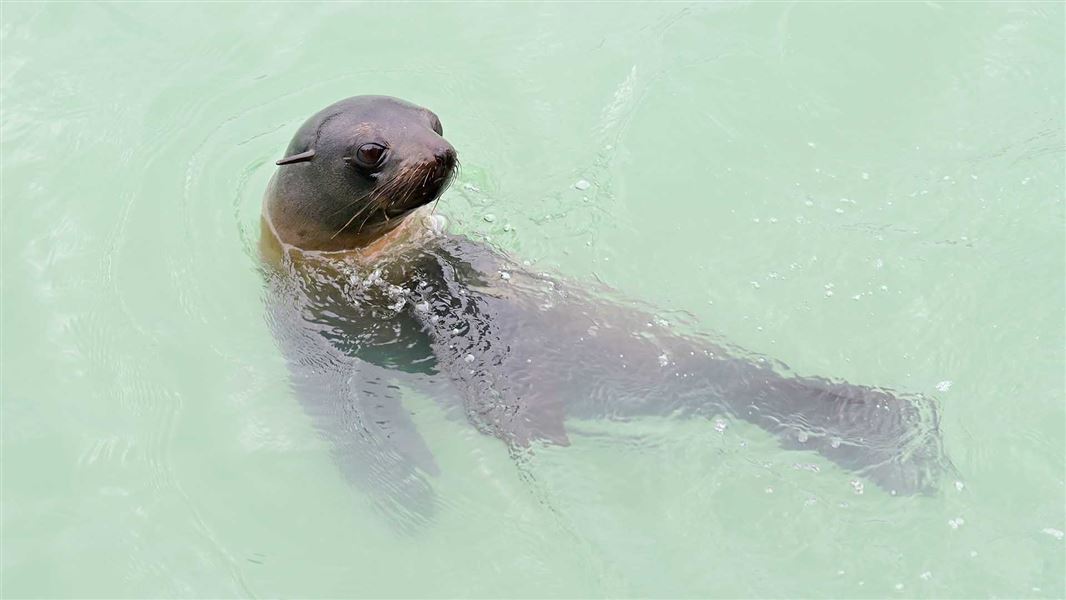 Close up photo of a seal swimming in light green sea water.