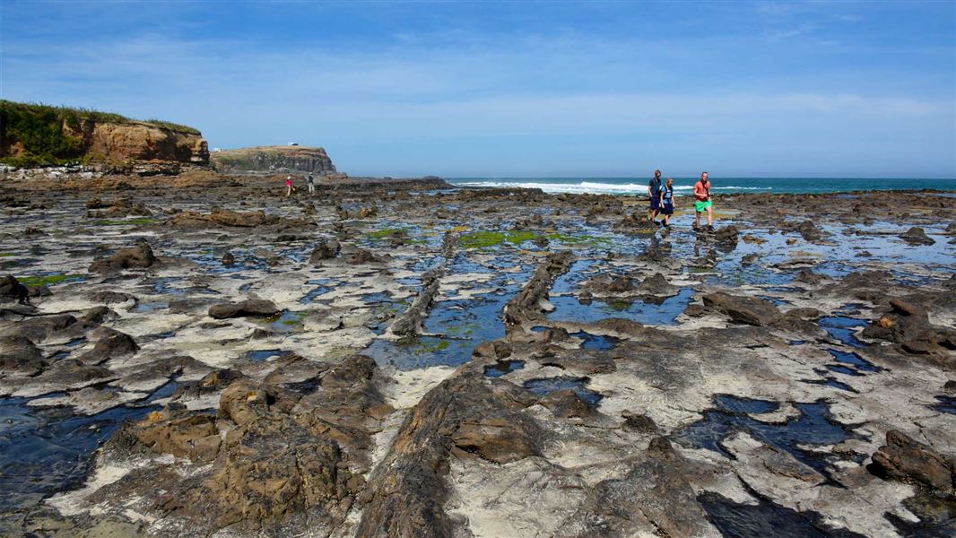 Petrified Forest Walk: Walks in the Catlins coastal area