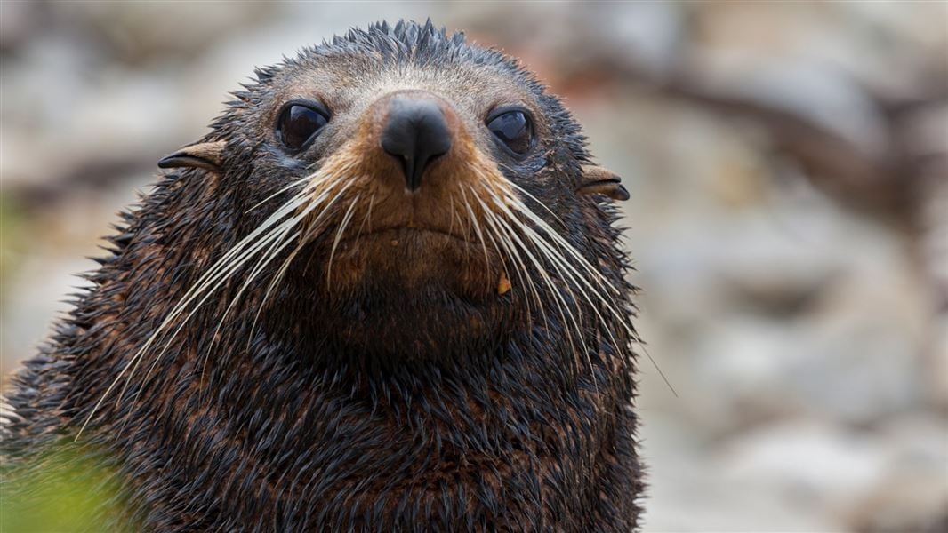 Fur seal close up. 