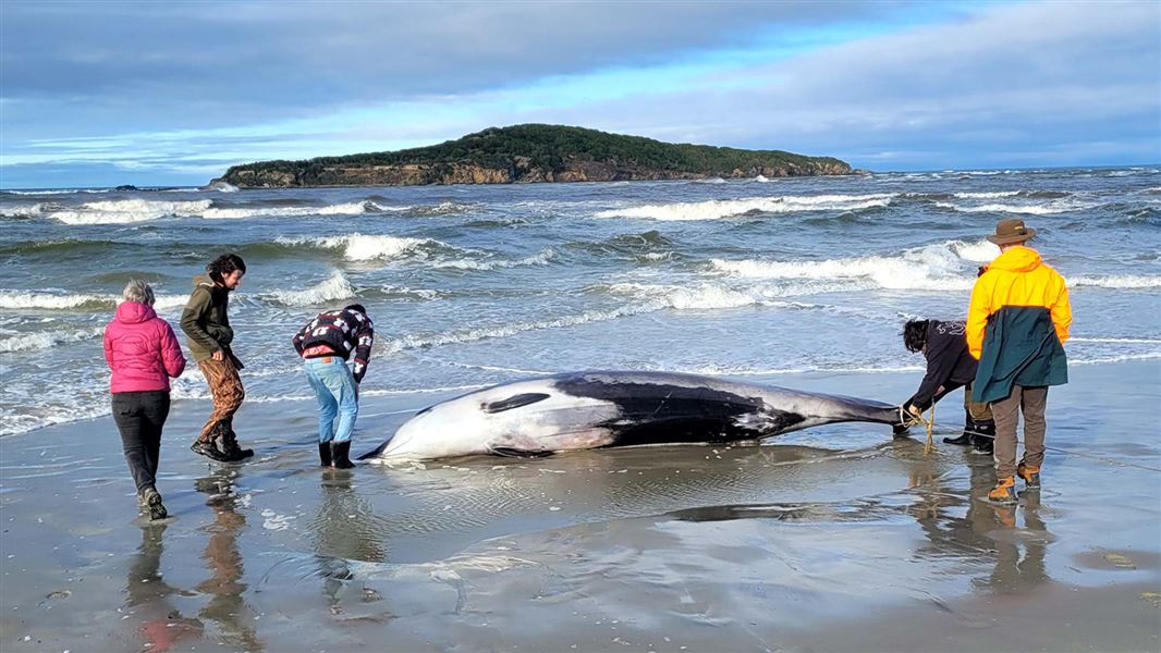 Male spade-toothed whale that washed ashore at Taiari mouth, Dunedin, in July 2024.