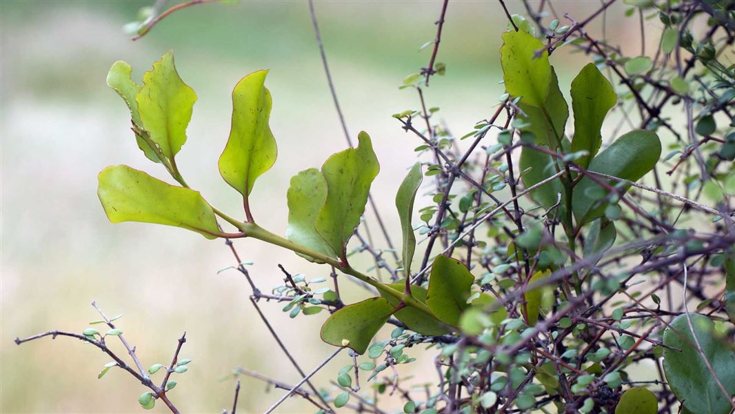 Green mistletoe. 