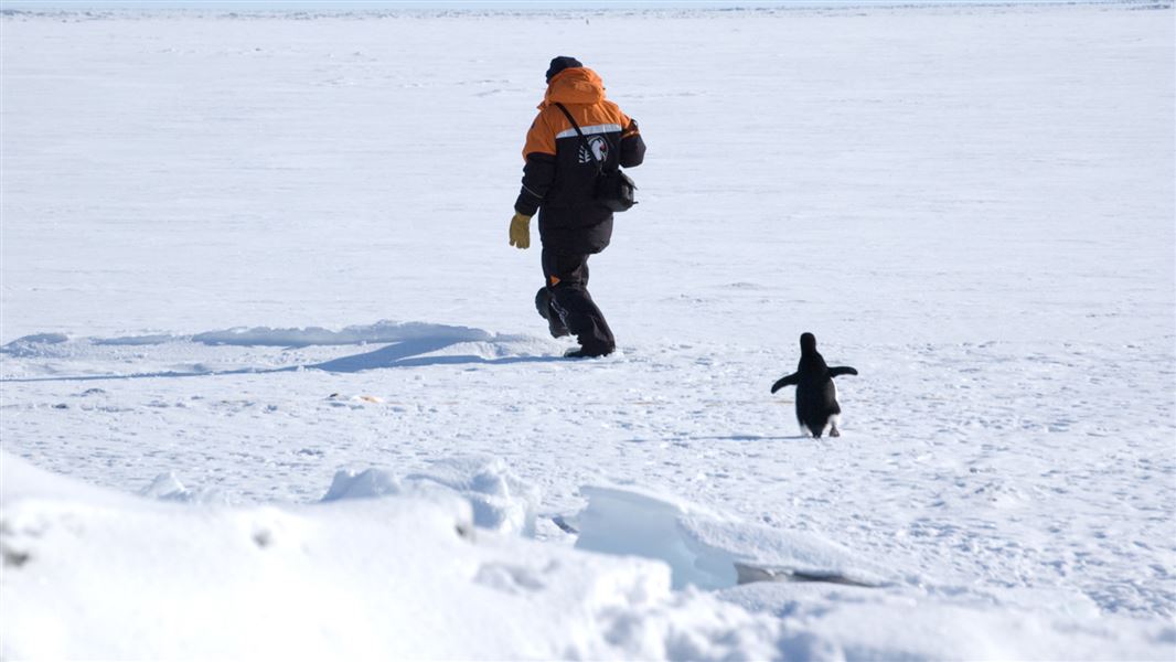 Penguin following person. 