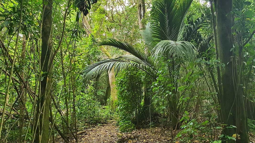 Nīkau palm in the forest, Nikau Bush Conservation Area.