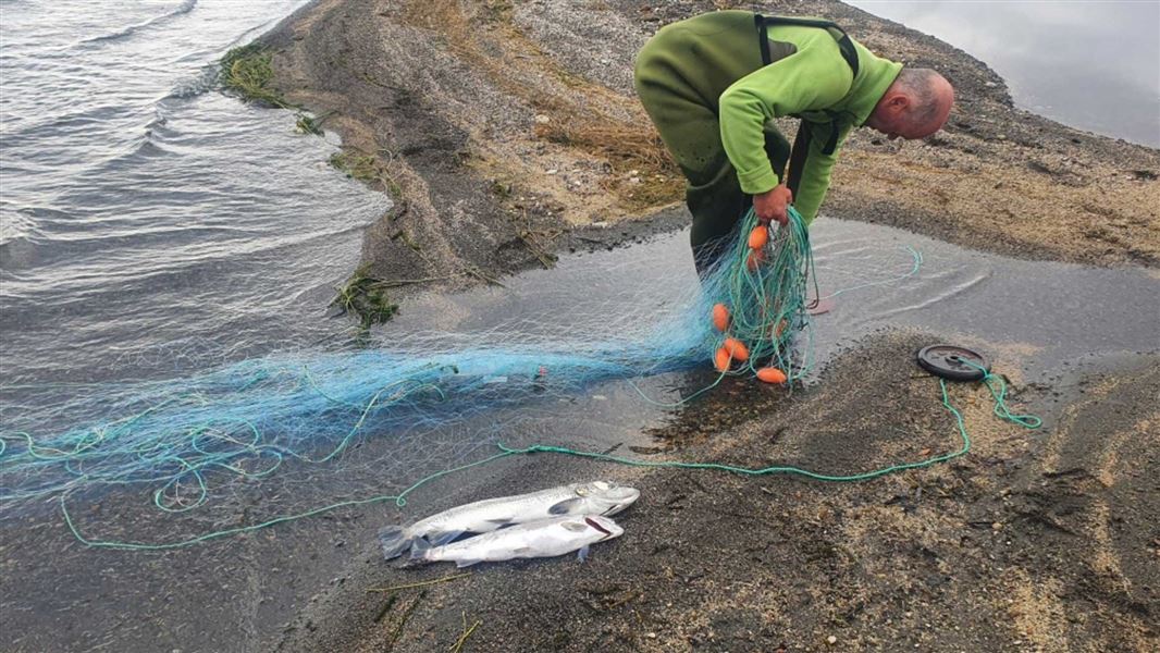 DOC ranger retrieves an illegal net by the shore of a lake.