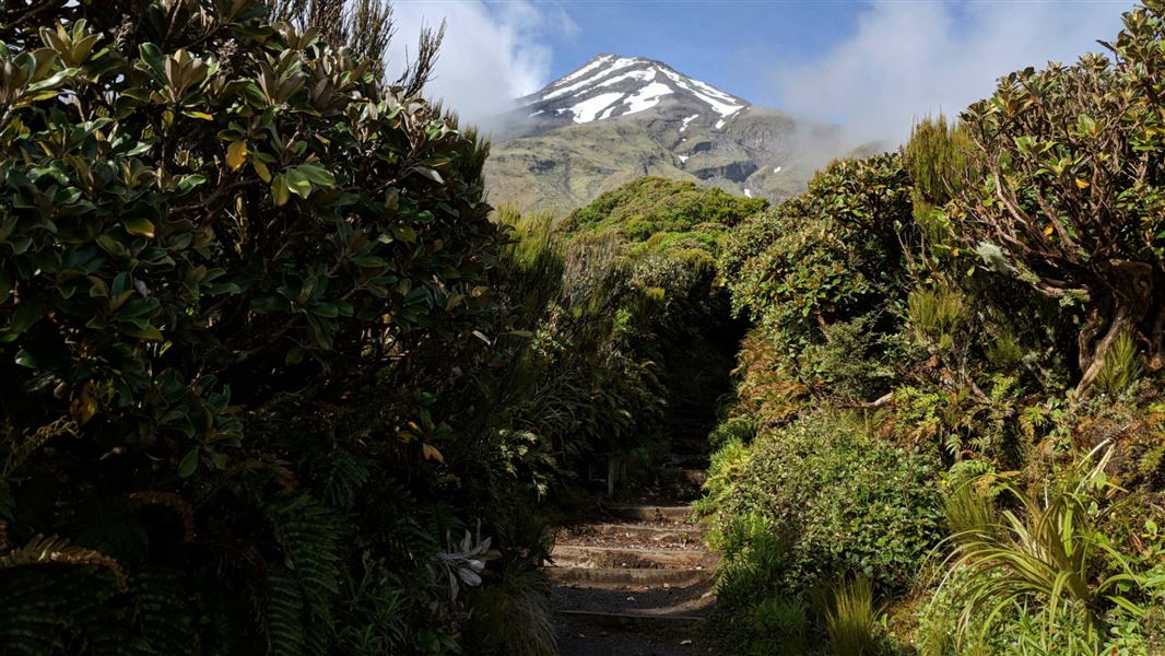 East Egmont Walking Tracks: Walking And Tramping In Egmont National ...