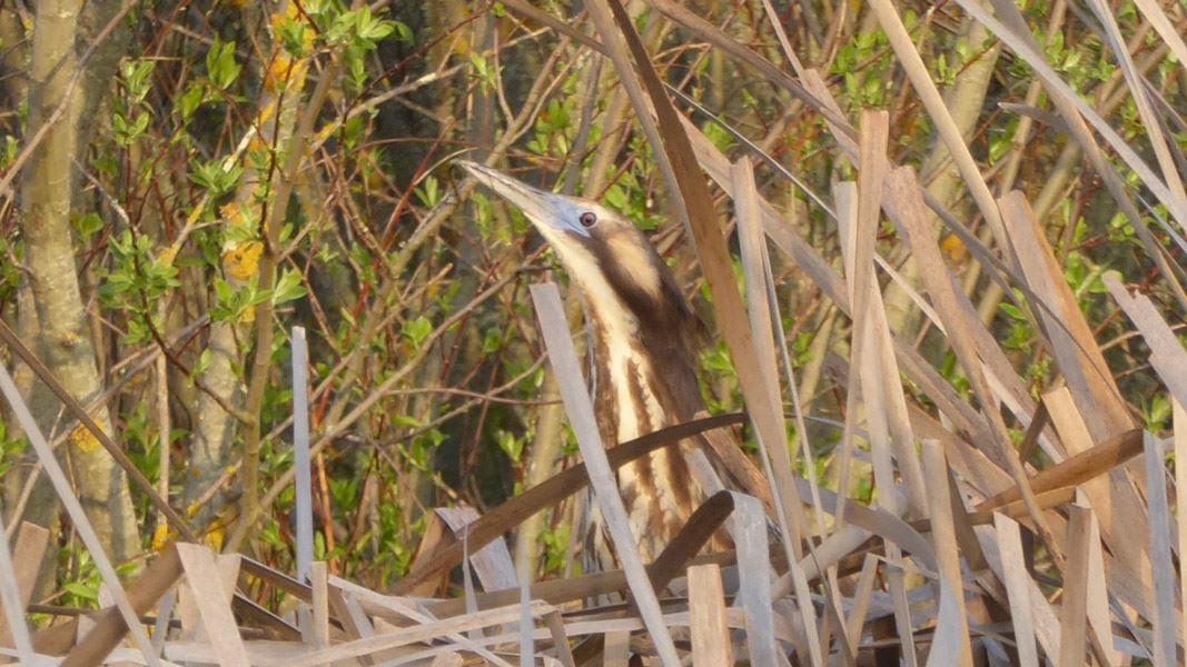 Australasian bittern male. 