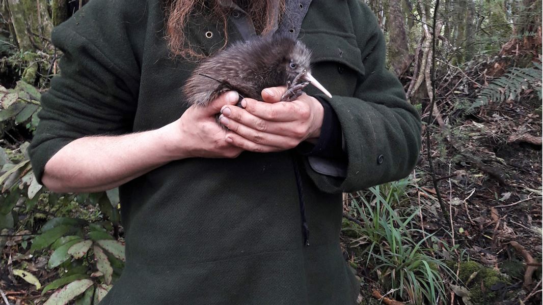 Kiwi chick with Ranger Luke. 