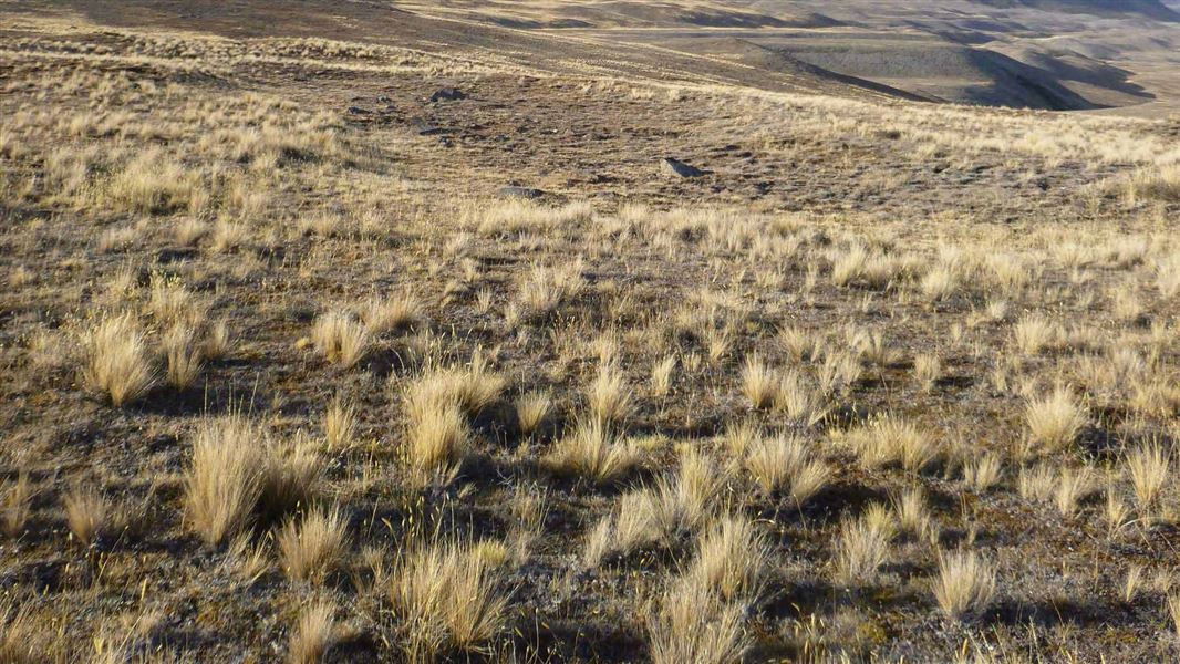 Fescue tussock grasslands