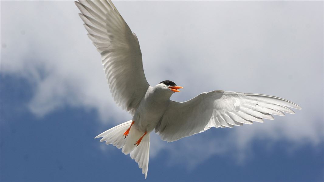 Black-fronted tern. 