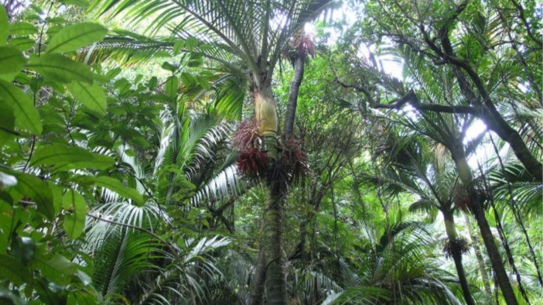 Native coastal forest on the Nikau Loop Track