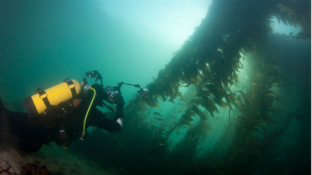 Diver at Ulva Island Marine Reserve.