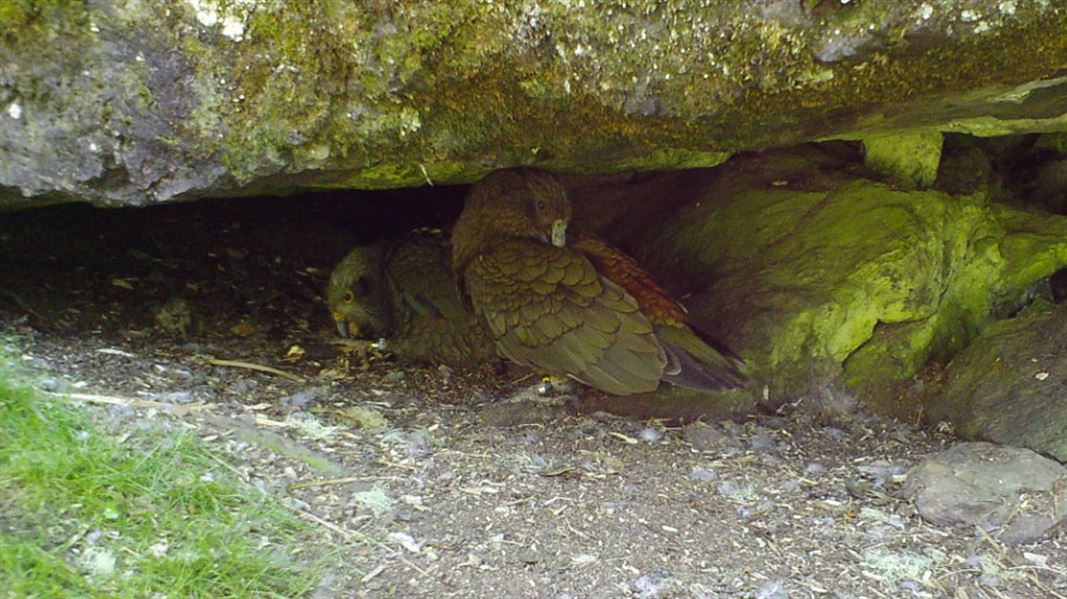 Two kea chicks under rock.