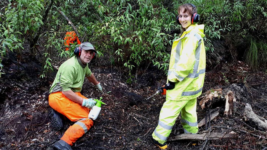 Two people working on spraying saplings.